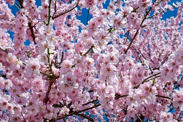 Fiori di ciliegio: significato, quando e dove vedere ...