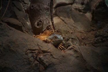 Iguana: sempre più popolare come animale domestico, ma lo conosciamo davvero?