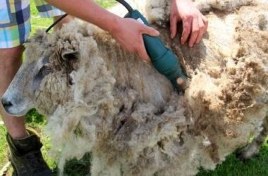 Una pecora come animale da compagnia? Vediamo prima quali sono le sue esigenze…
