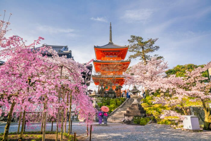 fiori di ciliegio kyoto