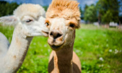 Alla scoperta dell’alpaca, diverso dal lama e noto per la sua lana pregiata