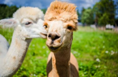 Alla scoperta dell’alpaca, diverso dal lama e noto per la sua lana pregiata