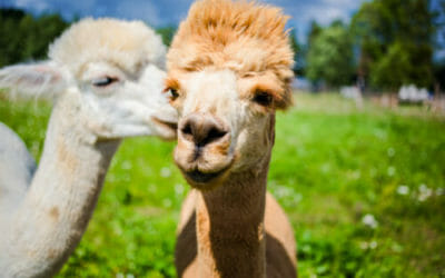 Alla scoperta dell’alpaca, diverso dal lama e noto per la sua lana pregiata