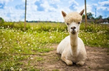 Alla scoperta dell’alpaca, diverso dal lama e noto per la sua lana pregiata