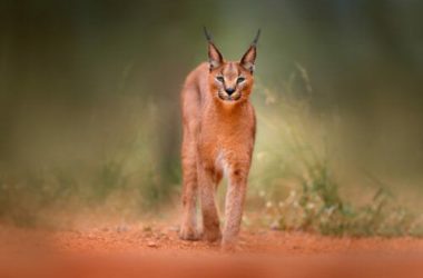 Tutto sulla lince, un animale fiero ma schivo e ormai in via di estinzione