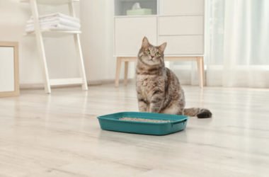Come scegliere la lettiera per gatti più idonea: tutti i consigli utili