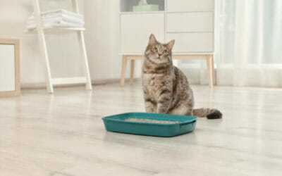 Lettiera Per Gatti La Guida Per Scegliere Il Modello Più Adatto