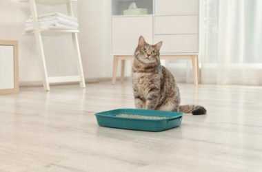 Come scegliere la lettiera per gatti più idonea: tutti i consigli utili