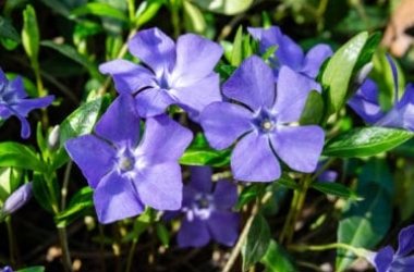 Scopriamo la pervinca, una pianta perenne dalle splendide fioriture e con diverse proprietà benefiche