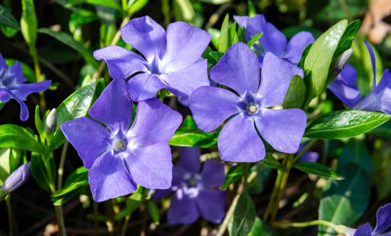 pervinca