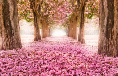 Tutto sui fiori di ciliegio, uno spettacolo naturale che non lascia indifferenti