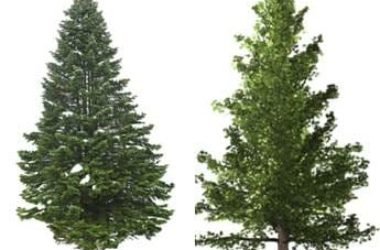 Simbolo di resistenza e longevità, il pino è un albero sempreverde con diverse proprietà curative