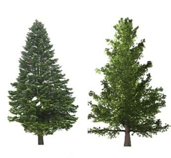 Simbolo di resistenza e longevità, il pino è un albero sempreverde con diverse proprietà curative