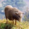 Il maialino nano è un animale domestico dolce e fedele… ed anche pulito!