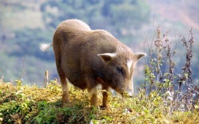 Il maialino nano è un animale domestico dolce e fedele… ed anche pulito!