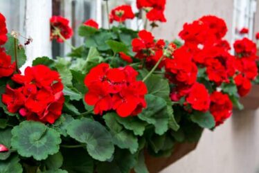 Come prenderci cura del Pelargonium, conosciuto anche come geranio