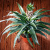 Scopri come coltivare l’ananas recuperando gli scarti del frutto