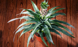 Scopri come coltivare l’ananas recuperando gli scarti del frutto