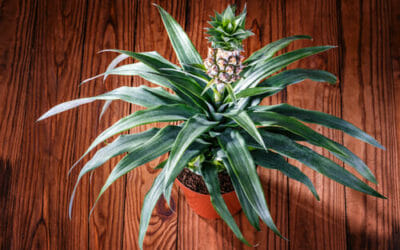 Scopri come coltivare l’ananas recuperando gli scarti del frutto