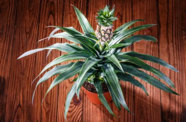 Scopri come coltivare l’ananas recuperando gli scarti del frutto