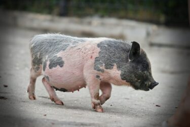 Il maialino nano è un animale domestico dolce e fedele… ed anche pulito!