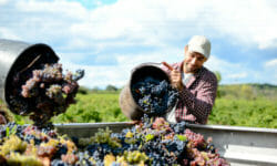 A cosa servono i solfiti nel vino e perché nel biologico si cerca di farne a meno