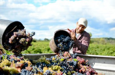 A cosa servono i solfiti nel vino e perché nel biologico si cerca di farne a meno