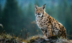 Tutto sulla lince, un animale fiero ma schivo e ormai in via di estinzione