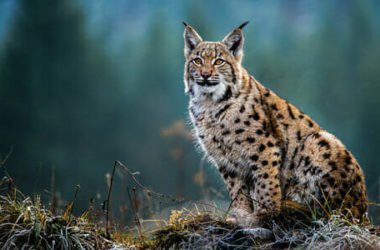 Tutto sulla lince, un animale fiero ma schivo e ormai in via di estinzione