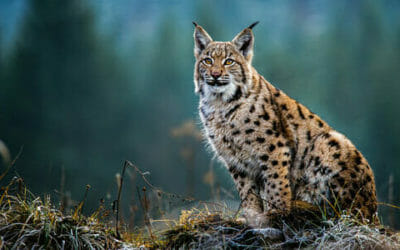 Tutto sulla lince, un animale fiero ma schivo e ormai in via di estinzione