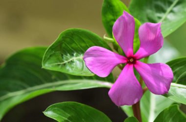Scopriamo la pervinca, una pianta perenne dalle splendide fioriture e con diverse proprietà benefiche