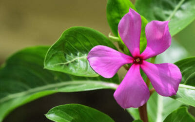Scopriamo la pervinca, una pianta perenne dalle splendide fioriture e con diverse proprietà benefiche