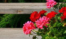 Come prenderci cura del Pelargonium, conosciuto anche come geranio