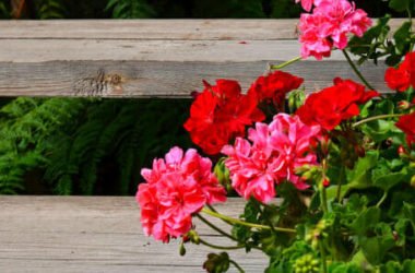 Come prenderci cura del Pelargonium, conosciuto anche come geranio