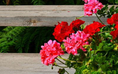 Come prenderci cura del Pelargonium, conosciuto anche come geranio