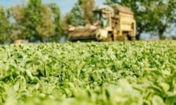 Dal campo alla tavola: da Findus l’impegno per un’agricoltura buona e sostenibile