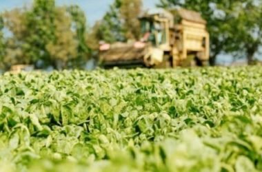 Dal campo alla tavola: da Findus l’impegno per un’agricoltura buona e sostenibile
