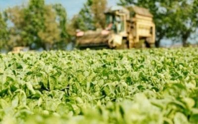 Dal campo alla tavola: da Findus l’impegno per un’agricoltura buona e sostenibile