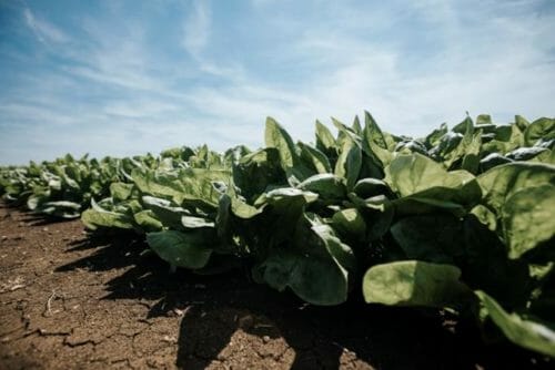 Dal campo alla tavola: da Findus l’impegno per un’agricoltura buona e sostenibile