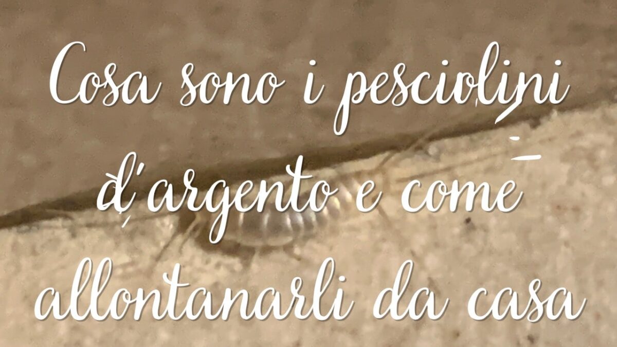 pesciolini d'argento