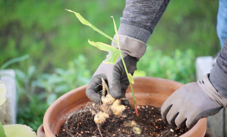 come coltivare zenzero a casa o in giardino