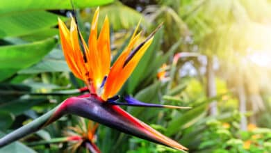 strelitzia