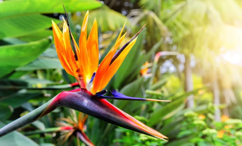 strelitzia