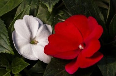 Impatiens: tutto quello che c’è da sapere sulla “pianta di vetro”