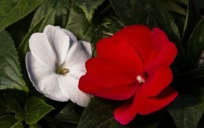 Impatiens: tutto quello che c’è da sapere sulla “pianta di vetro”