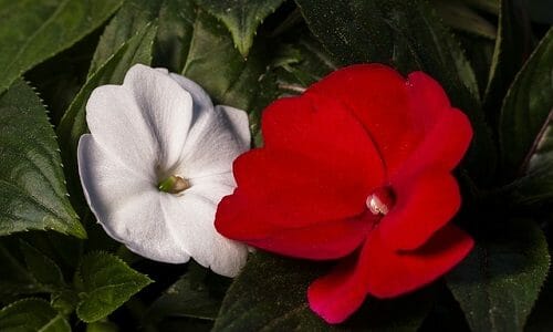Impatiens: tutto quello che c’è da sapere sulla “pianta di vetro”