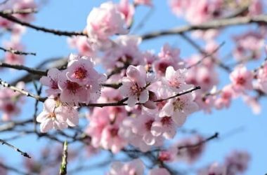 La bellezza delicata dei fiori di pesco: ecco quello che c’è da sapere per coltivare questa pianta