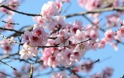 La bellezza delicata dei fiori di pesco: ecco quello che c’è da sapere per coltivare questa pianta