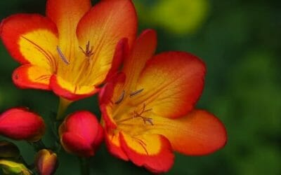 Fresia: come coltivare questa pianta dalle meravigliose fioriture