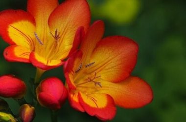 Fresia: come coltivare questa pianta dalle meravigliose fioriture